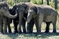 Zamestnanci rezervácie v slzách: Prírodný úkaz mal zabiť 18 slonov