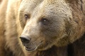 Obec v okrese Nitra varuje svojich obyvateľov: V okolí sa pohybuje medvedica s mláďatami