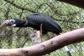 Košická zoo láka na exotické prírastky: Vzácne exempláre prvý raz na Slovensku