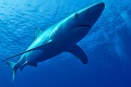 Na surfistu v Austrálii zaútočil žralok: Muž vážnym zraneniam podľahol