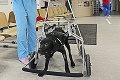 Fyzioterapeutke Martine sa podaril zázrak: Ťažko chorého Amorka dokázala postaviť z vozíka na labky!