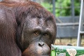 Orangutan Kiran z Bojníc oslávil v Rusku 12 rokov: V deň narodenín sa mu splnil sen!
