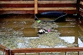 Útulok na východe Slovenska je pod vodou: Psíci v kotercoch bojovali o život! Smutné pozadie nešťastia