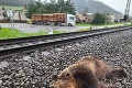V Kráľovej Lehote usmrtil vlak medveďa: Fotka, ktorá hovorí za všetko! Takže takto je to s premnožením šeliem?