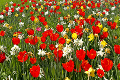 Bratislava: Staré Mesto vysadilo 29.000 rastlín, ide o mix tulipánov a narcisov