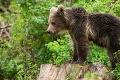 Záchranná akcia: Zásahový tím ratoval medvedie mláďa, ktoré ostalo zakliesnené pod pletivovou sieťou