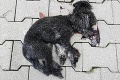 Prípad, ktorý zamával aj s dospelými: Milanovho psíka v Tatrách udupala agresívna jelenica! Kompetentní reagujú