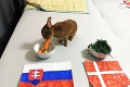 Slovensko čaká dôležitý duel proti Dánom: Aký výsledok tipuje zajko Max?