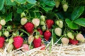 Kde a za koľko si nazbierate jahody? Kvôli vrtochom počasia sa ich cena citeľne zvýši