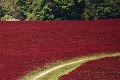 Najkrajšie obdobie na Slovensku plné farieb: Červeň makov vystriedali tieto vzácne kvety!