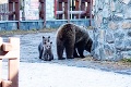 Medvediu rodinku na Hrebienku pozorne sledujú: Ochranári však upozornili na jeden problém
