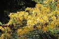Nádhera v arboréte nad Zvolenom: Exotické rododendrony si dali kvôli chladnej jari načas