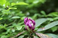 Nádhera v arboréte nad Zvolenom: Exotické rododendrony si dali kvôli chladnej jari načas