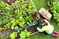 Na nepriateľov pestovateľov pomôže aj obyčajné pivo: Ako vyhnať škodcov zo záhrady