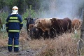 Kríza je zažehnaná: Strateného býka z chovu v Senci sa podarilo nájsť! Pozrite, kde sa zatúlal