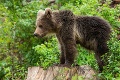 Na smrť vydesení turisti zalarmovali horských záchranárov: Cestu im skrížil medveď!