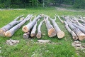 V Pčolinom vyrúbali bez povolenia takmer 150 stromov: Aký hrozí páchateľovi trest?