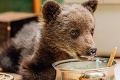 Ochranári z Polonín rozhodujú o osude mladej šelmy: Vypustia medvedieho najdúcha do prírody?