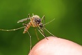 Úspešný pokus vedcov s komármi: Výskyt nebezpečného vírusu dokázali znížiť o 77 percent