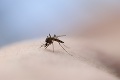 Zlá správa! Na Slovensku sa vyskytol nový invázny druh komára: Prečo je nebezpečný!