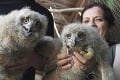 Tieto rozkošné prírastky len tak neprehliadnete: Košická zoo ich odchovala ako prvá na Slovensku