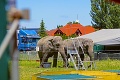Kuriózny problém v Dunajskej Lužnej, domáci sa búria: Prečo sú pri hlavnej ceste slony?!