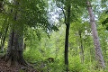 Lesníci odmietajú presun lesov v národných parkoch pod envirorezort: Žiadajú len jedno