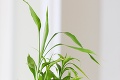 Bambus je pomocník aj štýlová ozdoba: Exotika v našich domácnostiach