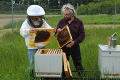Nezvyčajný nápad vo firme na východe: Výrobca prevodoviek chová v areáli včely, starostlivosti sa ujali zamestnanci