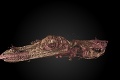 Svet obletela správa o objave najmenšieho dinosaura: Slovenský vedec to vidí inak! Veľký zvrat