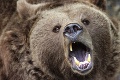 Medveď sa objavil v obci, kde predtým nebol: Vážne varovanie lesníkov pre všetkých