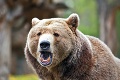 Starosta obce v nitrianskom okrese varuje obyvateľov: Na území sa pohybuje medveď s mláďaťom
