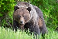 Buďte ostražití! Poľovníci upozorňujú na zvýšený pohyb medveďov v okolí obce v okrese Prievidza
