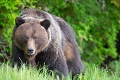 Návšteva ako zo zlého sna: Medveď vošiel do hotela v Novom Smokovci!