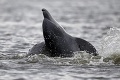 Kuriozita v Španielsku: Miestni majú problém s príliš akčným delfínom