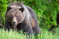 Od jesene robil problémy: Zásahový tím v Sučanoch uspal medveďa, ktorý sa pohyboval v obci