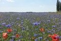Najkrajšie obdobie na Slovensku plné farieb: Červeň makov vystriedali tieto vzácne kvety!