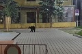 Polícia varuje obyvateľov: Centrom mesta sa promenádoval medveď