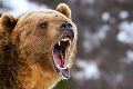 Po Kežmarku chodí medveď, mesto sa obracia na rezort životného prostredia: Urgentná prosba