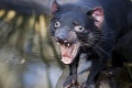 Ochrancovia chceli zachrániť diablov tasmánskych: Po tom, čo chlpáči rozpútali, sa chytajú za hlavu