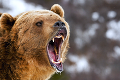 Minister životného prostredia Ján Budaj: Problém s medveďmi je dlhodobý a nesmieme ho podceňovať