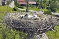 Ochranári kontrolovali hniezda bocianov pri Starej Ľubovni a Kežmarku: Vážne zistenie!