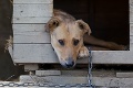 Prezidentka odobrila zmenu zákona: Zákaz uväzovaniu psov na reťazi!