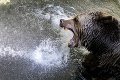 S extrémnymi teplotami sa boria aj v bratislavskej zoo: Zvieratám doprajú sprchy aj nanuky