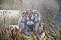 Ako prežívajú horúčavy obyvatelia kontaktnej ZOO na Liptove: Tiger Šerchán miluje sprchovanie