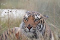 Ako prežívajú horúčavy obyvatelia kontaktnej ZOO na Liptove: Tiger Šerchán miluje sprchovanie