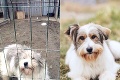 Desivé fotky zúbožených zverencov karanténnej stanice v Starej Ľubovni trhajú srdce: Trestné stíhanie za týranie psíkov!