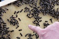 Na streche hotela v Tatrách už 4 roky bzučia včely: Ich výnimočný med neochutnáte len tak hocikde!