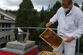Na streche hotela v Tatrách už 4 roky bzučia včely: Ich výnimočný med neochutnáte len tak hocikde!