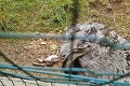 Šokujúci zážitok Daniela z bojnickej zoo: Čerstvo vyliahnutý nandu ležal na daždi, nikto mu nepomohol!